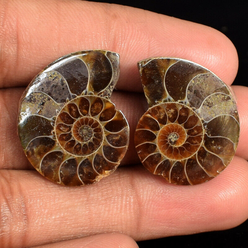 47 Ct. Ammonite Fossilized Coral Matched Pair Earring Making Gemstone Bd-1013